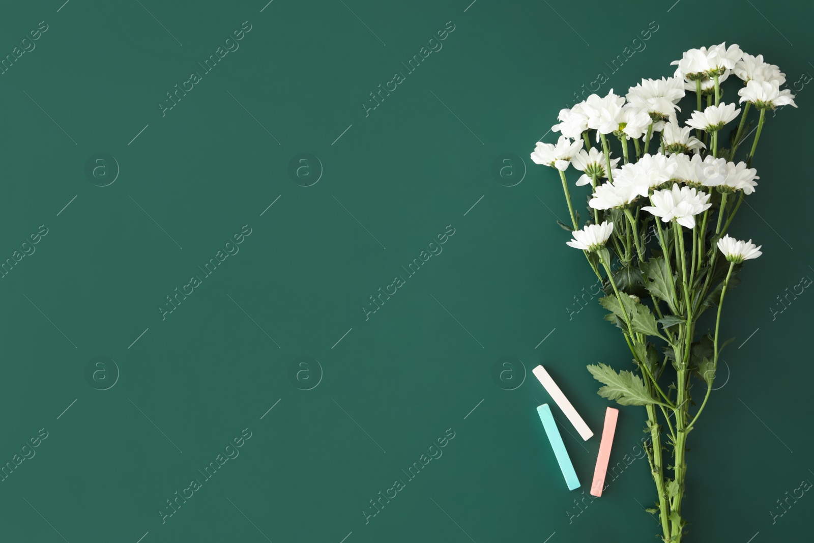 Photo of Chrysanthemum flowers and pieces of chalk on green board, flat lay with space for text. Teacher's day