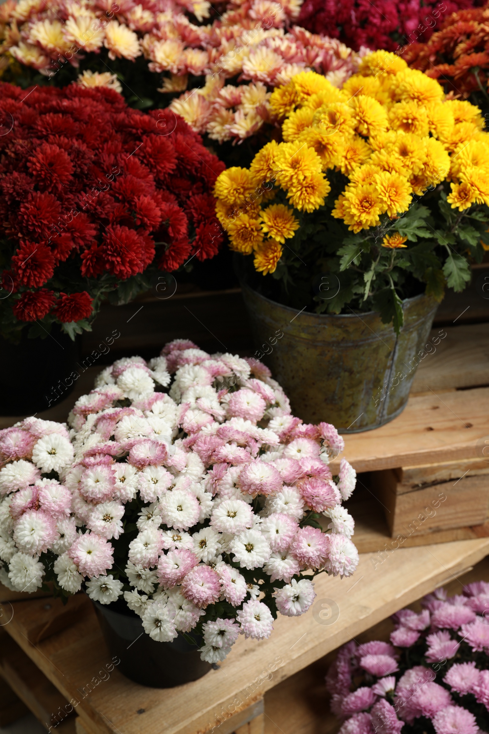 Photo of Beautiful different color Chrysanthemum flowers in pots on wooden pallet