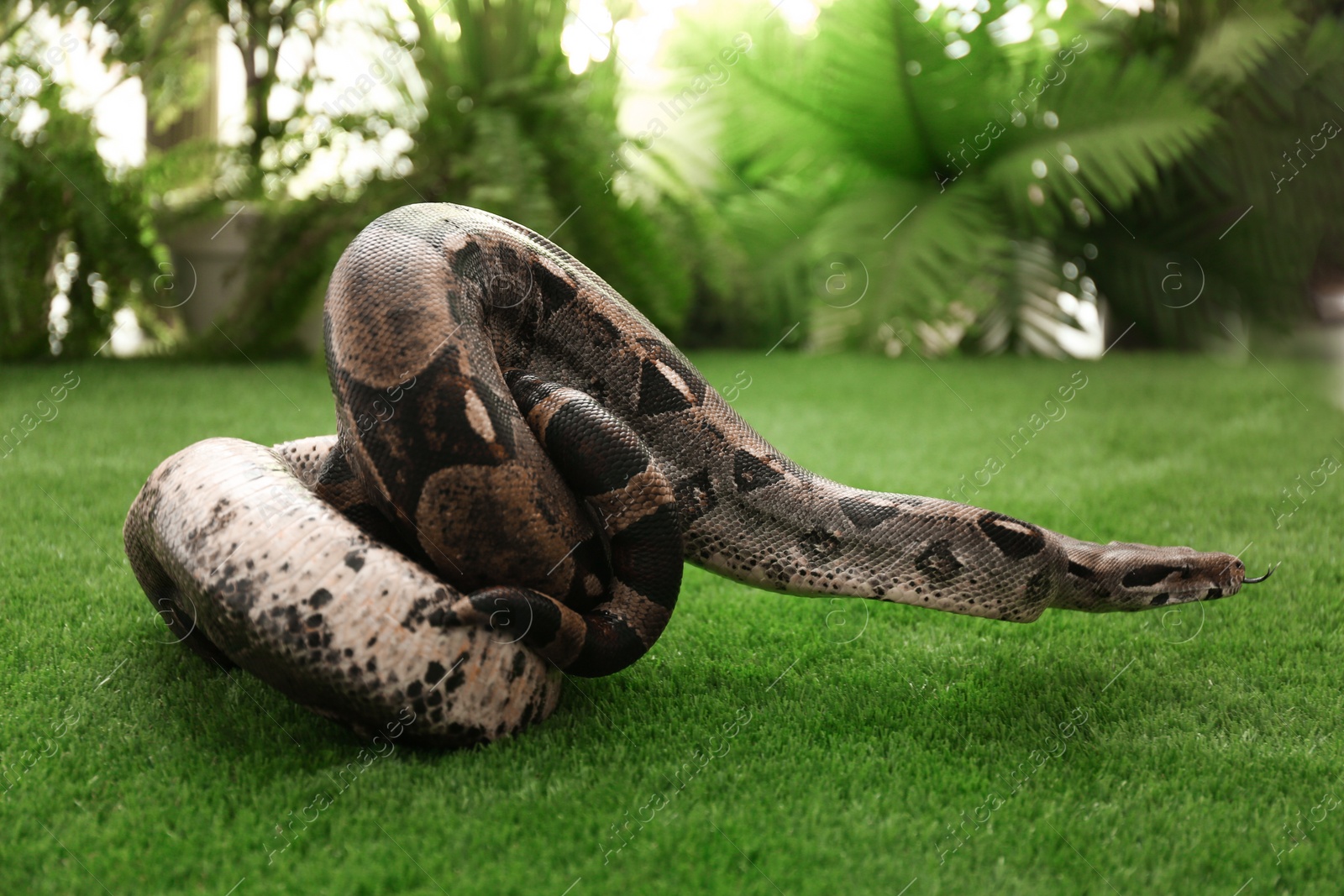 Photo of Brown boa constrictor on green grass outdoors