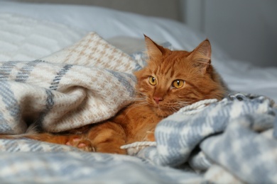 Adorable red cat under plaid. Cozy winter