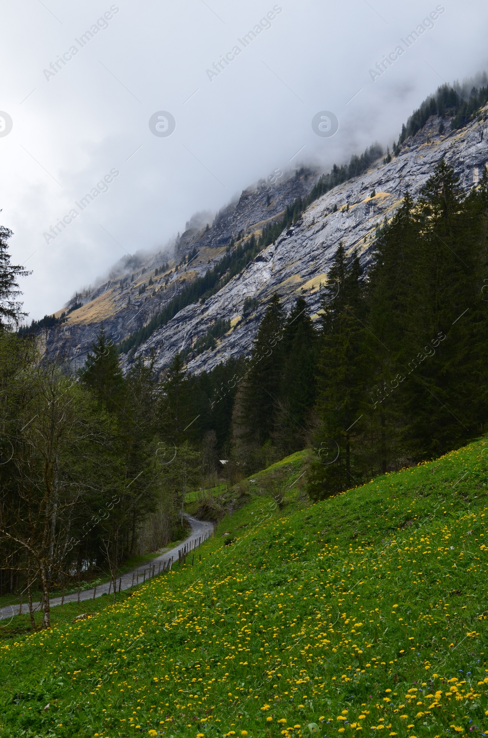 Photo of Picturesque view of conifer forest in mountains covered with fog