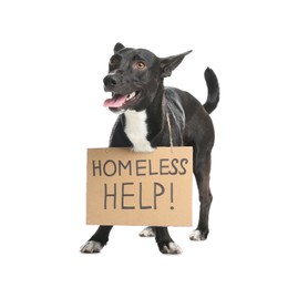 Photo of Cute black dog with Homeless Help! sign on white background. Lonely pet