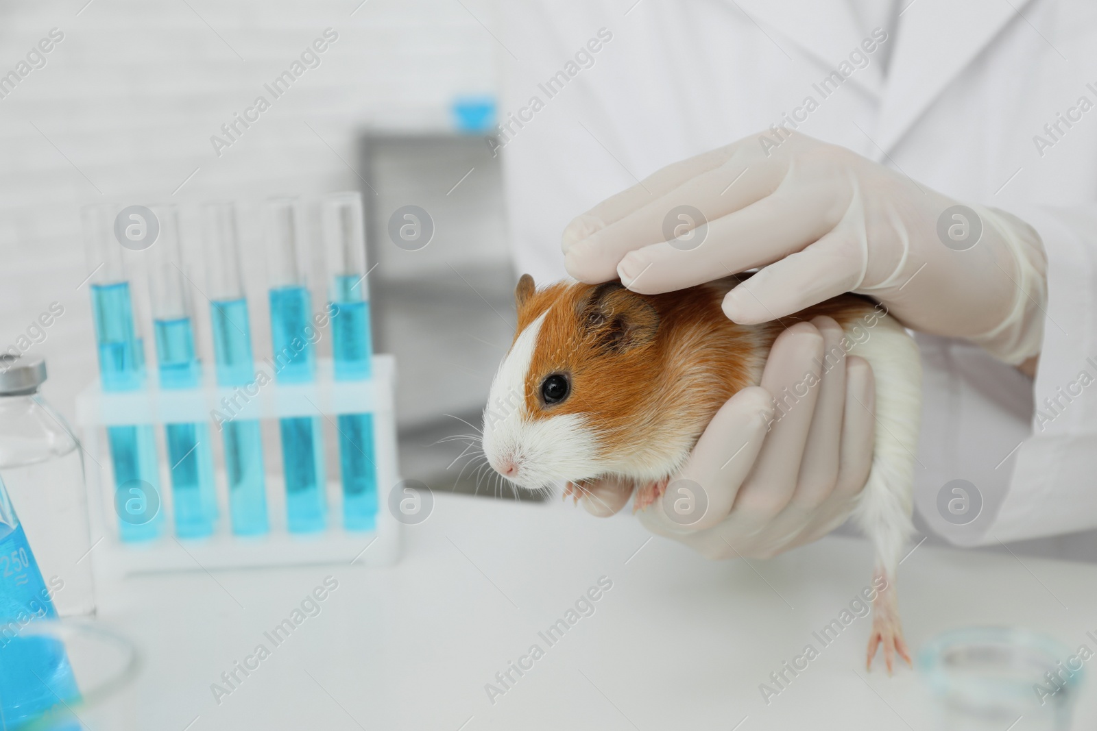 Photo of Scientist with guinea pig in chemical laboratory, closeup. Animal testing