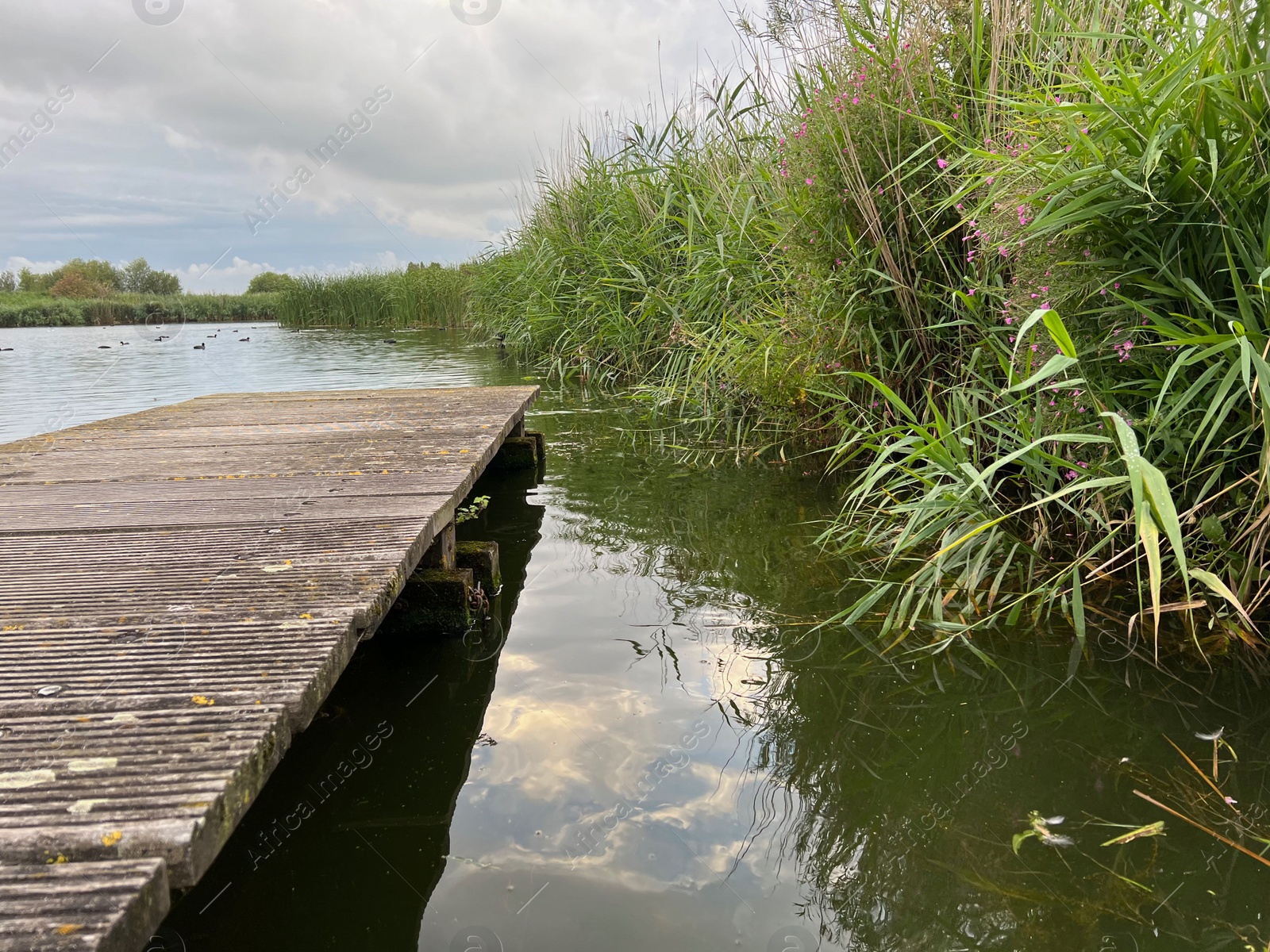 Photo of Picturesque view of river reeds and cloudy sky