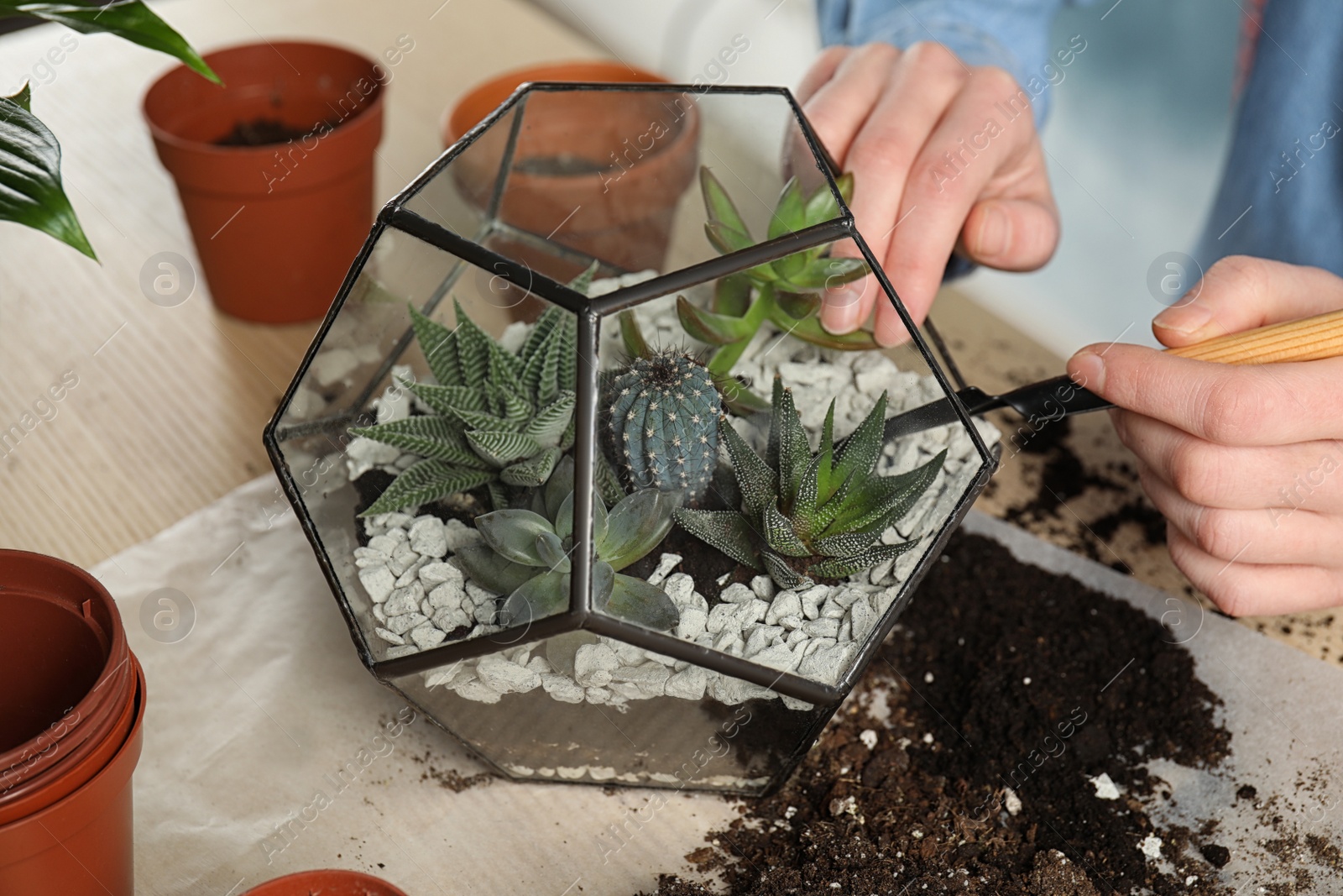 Photo of Woman transplanting home plants into florarium at table, closeup