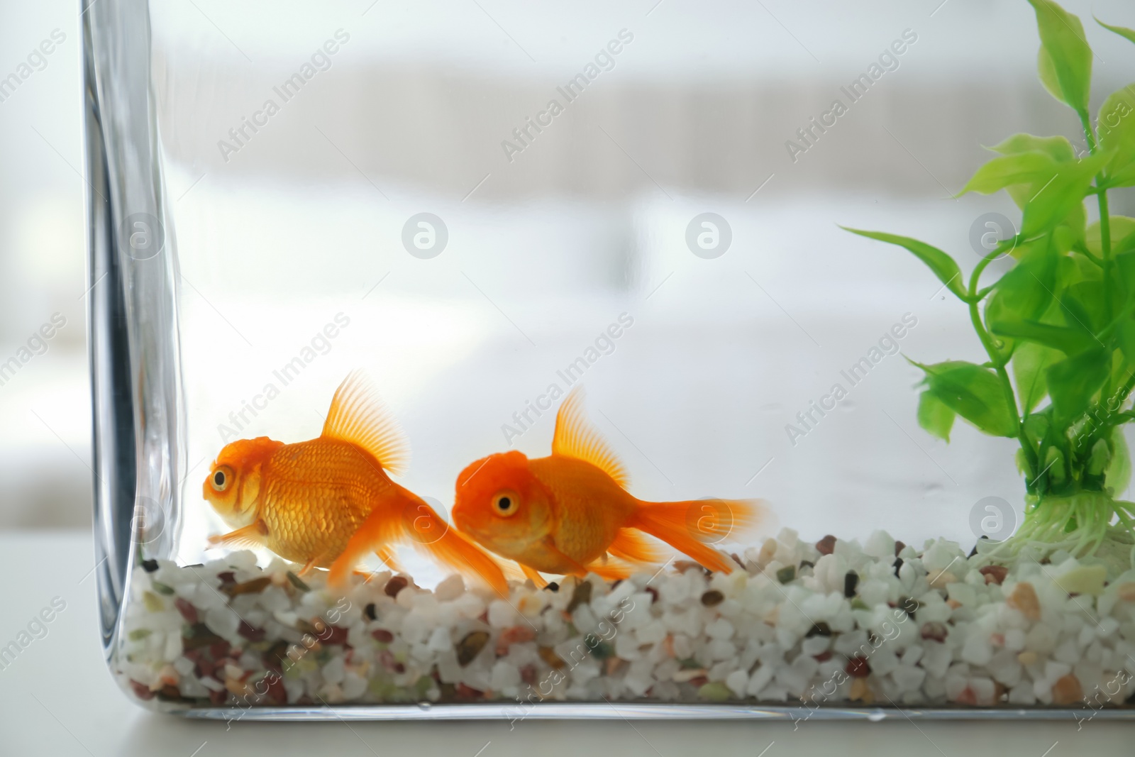 Photo of Beautiful bright goldfish in aquarium on table