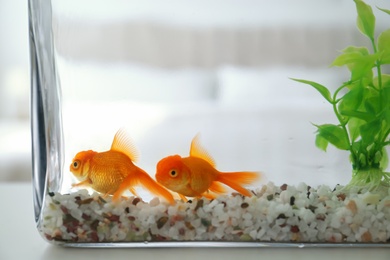 Photo of Beautiful bright goldfish in aquarium on table