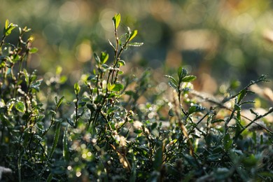 Photo of Beautiful green plants covered with dew on nice sunny morning, closeup