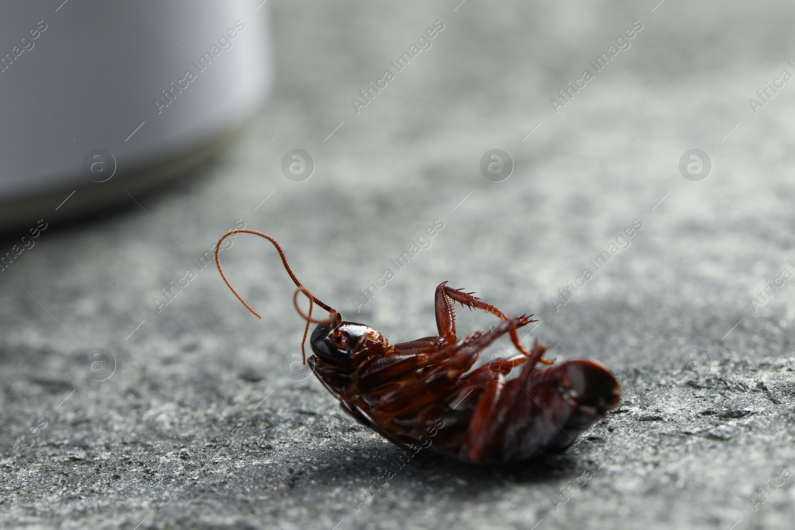 Photo of Dead brown cockroach on grey stone background, closeup. Pest control