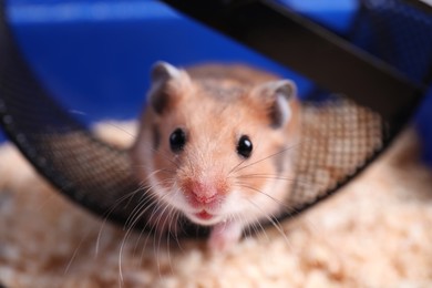 Cute little hamster inside exercise wheel, closeup