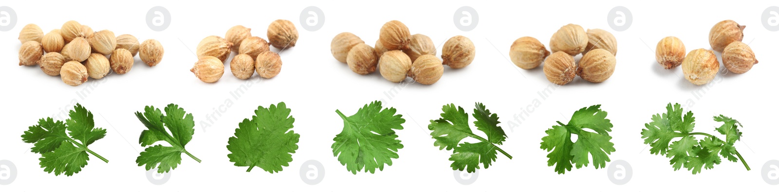 Image of Set with fresh green coriander leaves and dried seeds on white background. Banner design