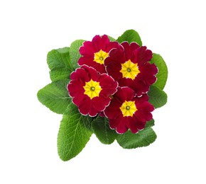 Photo of Beautiful primula (primrose) plant with red flowers isolated on white, top view. Spring blossom