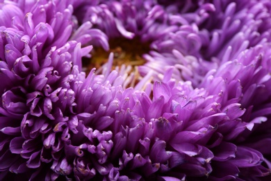 Photo of Beautiful purple aster as background, closeup. Autumn flower