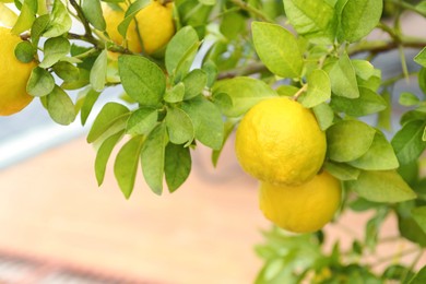 Photo of Fresh ripe trifoliate oranges growing on tree outdoors, closeup