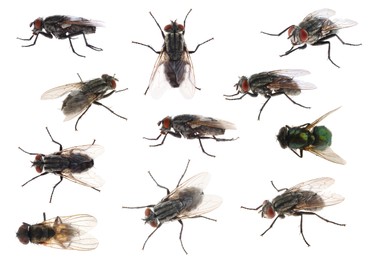 Image of Collage with different common flies on white background