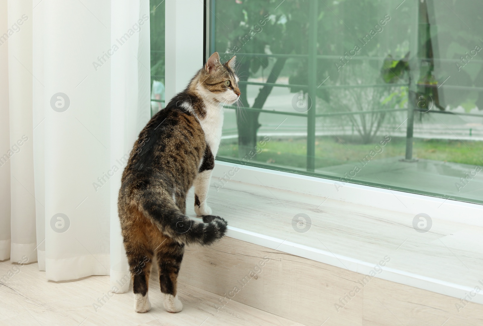 Photo of Cute cat standing near window at home