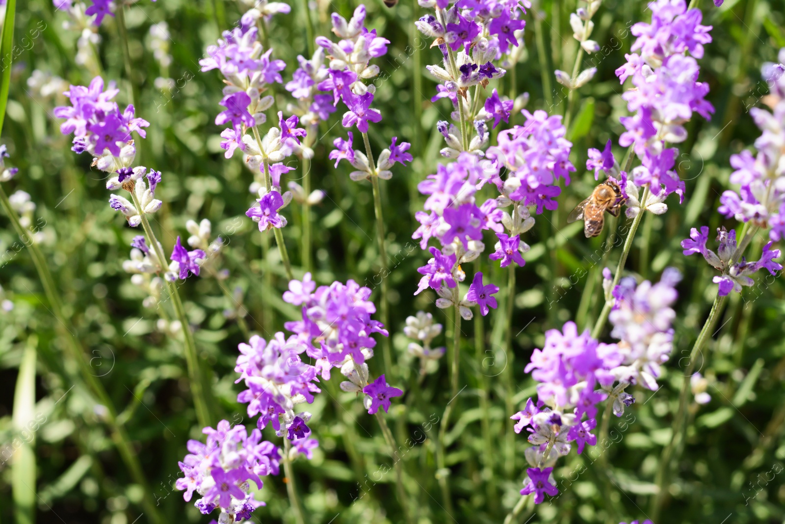 Photo of Beautiful lavender flowers growing in field, closeup