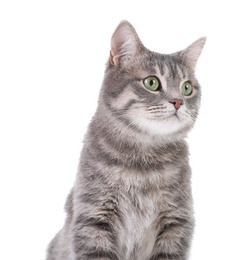 Photo of Portrait of gray tabby cat on white background. Lovely pet