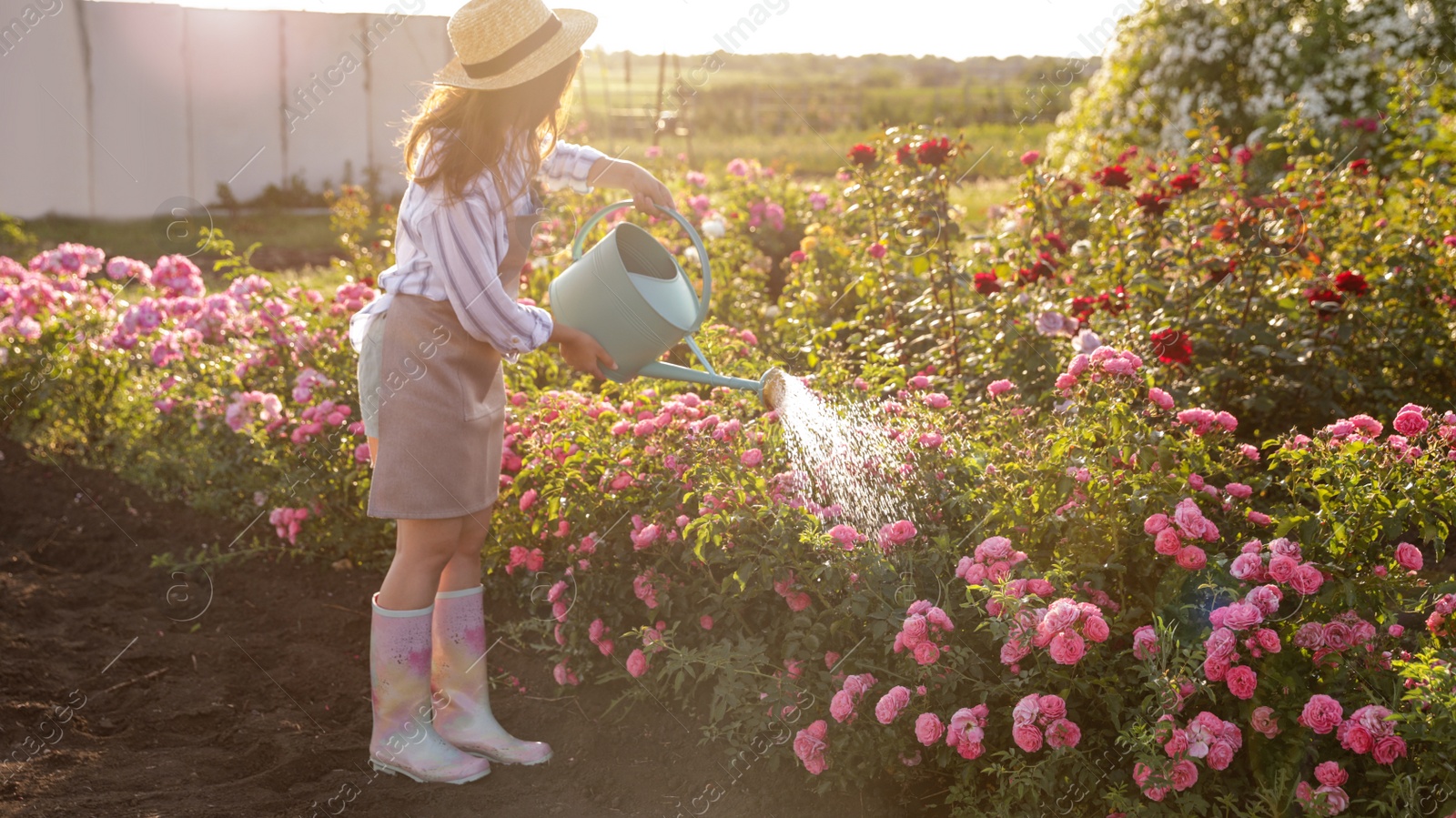 Photo of Woman watering rose bushes outdoors. Gardening tool