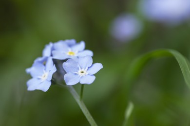 Beautiful forget-me-not flowers growing outdoors, space for text. Spring season