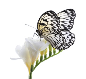Photo of Beautiful rice paper butterfly sitting on freesia flower against white background