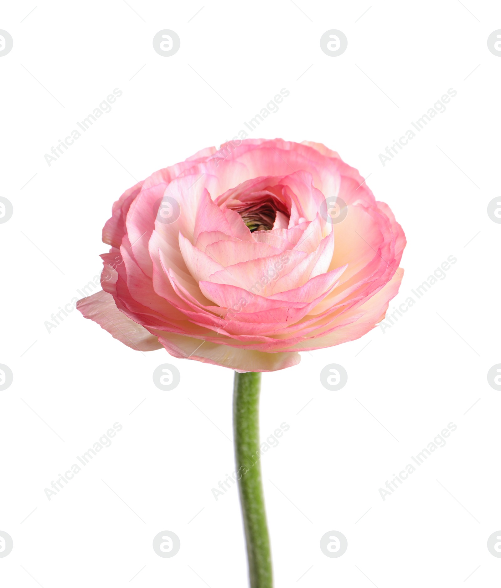 Photo of Beautiful fresh ranunculus flower isolated on white