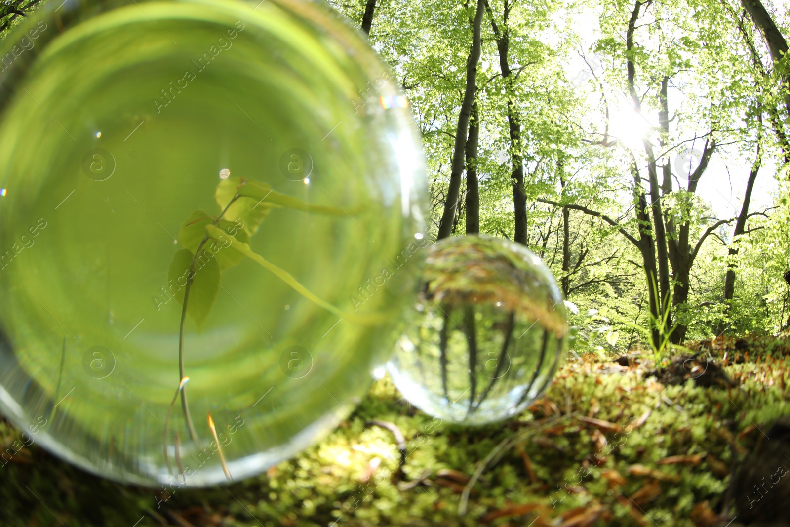 Photo of Beautiful plant growing outdoors, overturned reflection. Crystal balls in forest