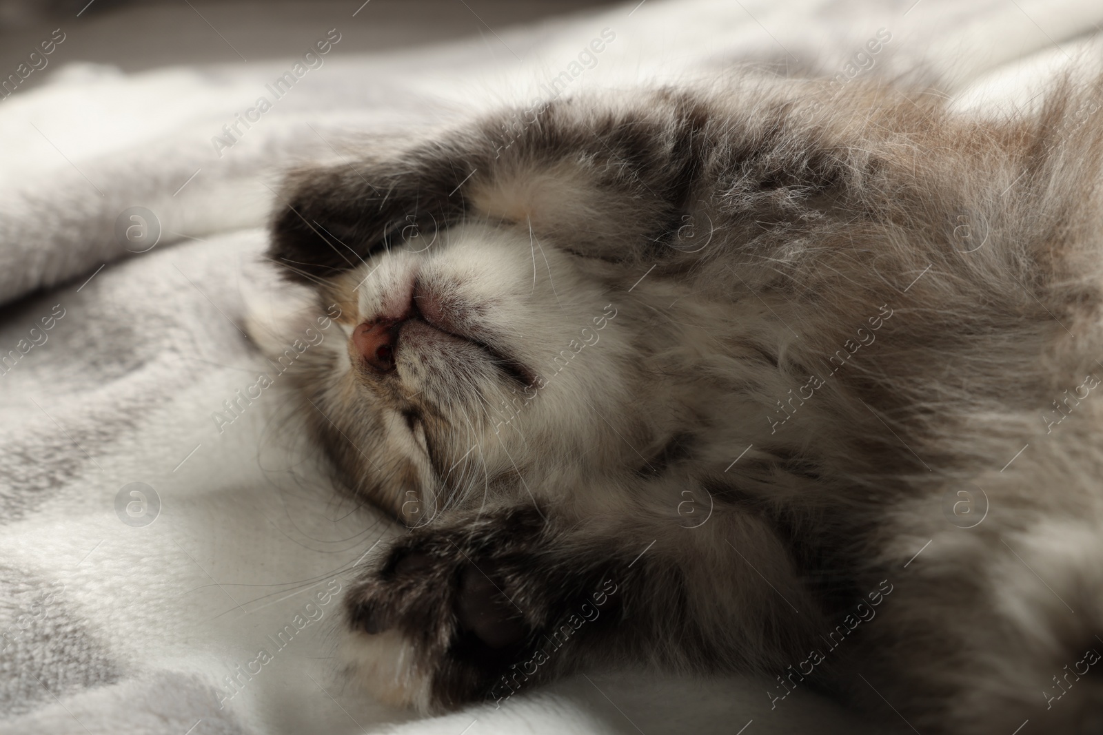 Photo of Cute kitten sleeping on soft blanket. Baby animal