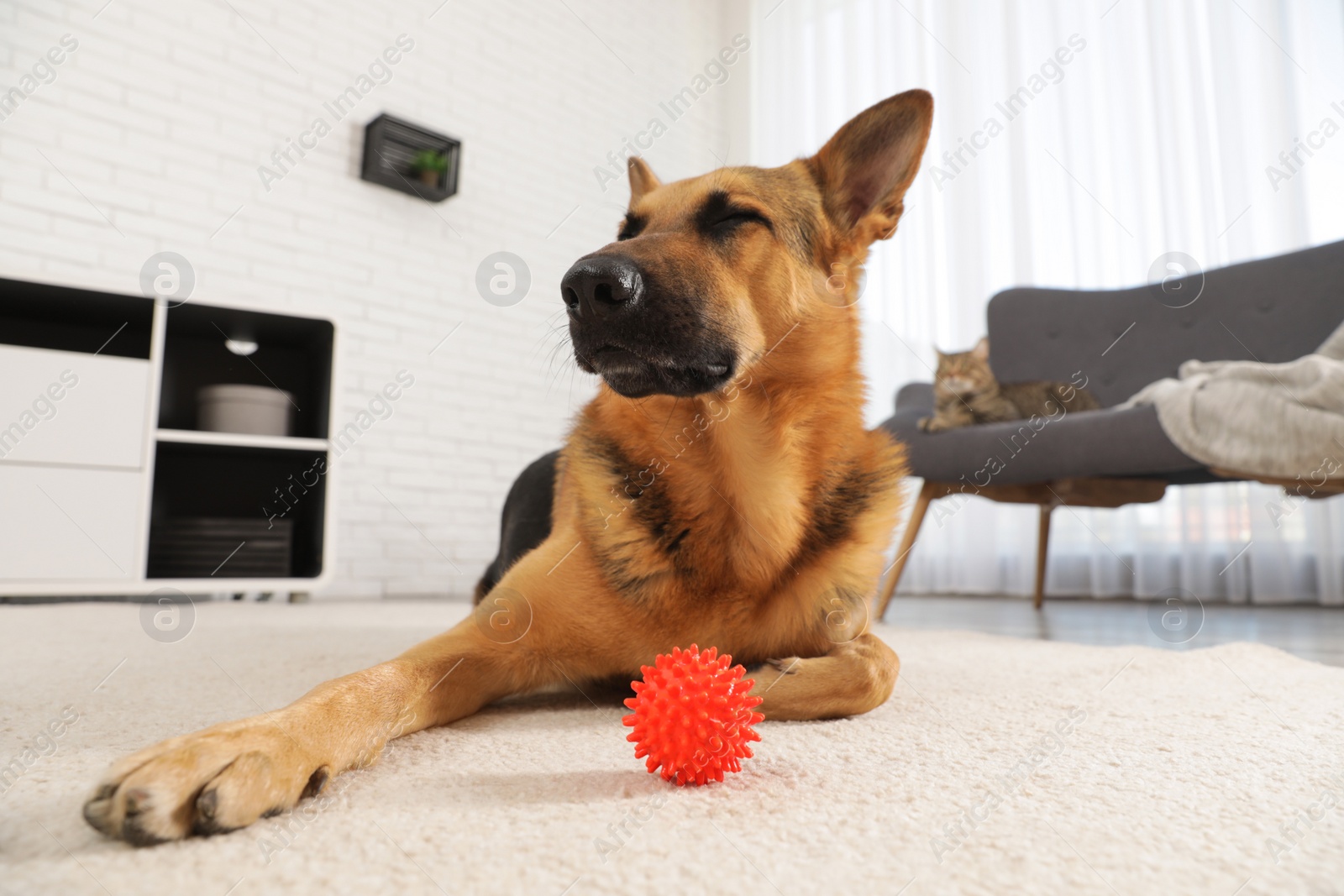 Photo of German shepherd playing with ball on floor in living room