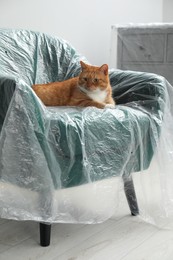 Cute ginger cat resting in armchair covered with plastic film indoors