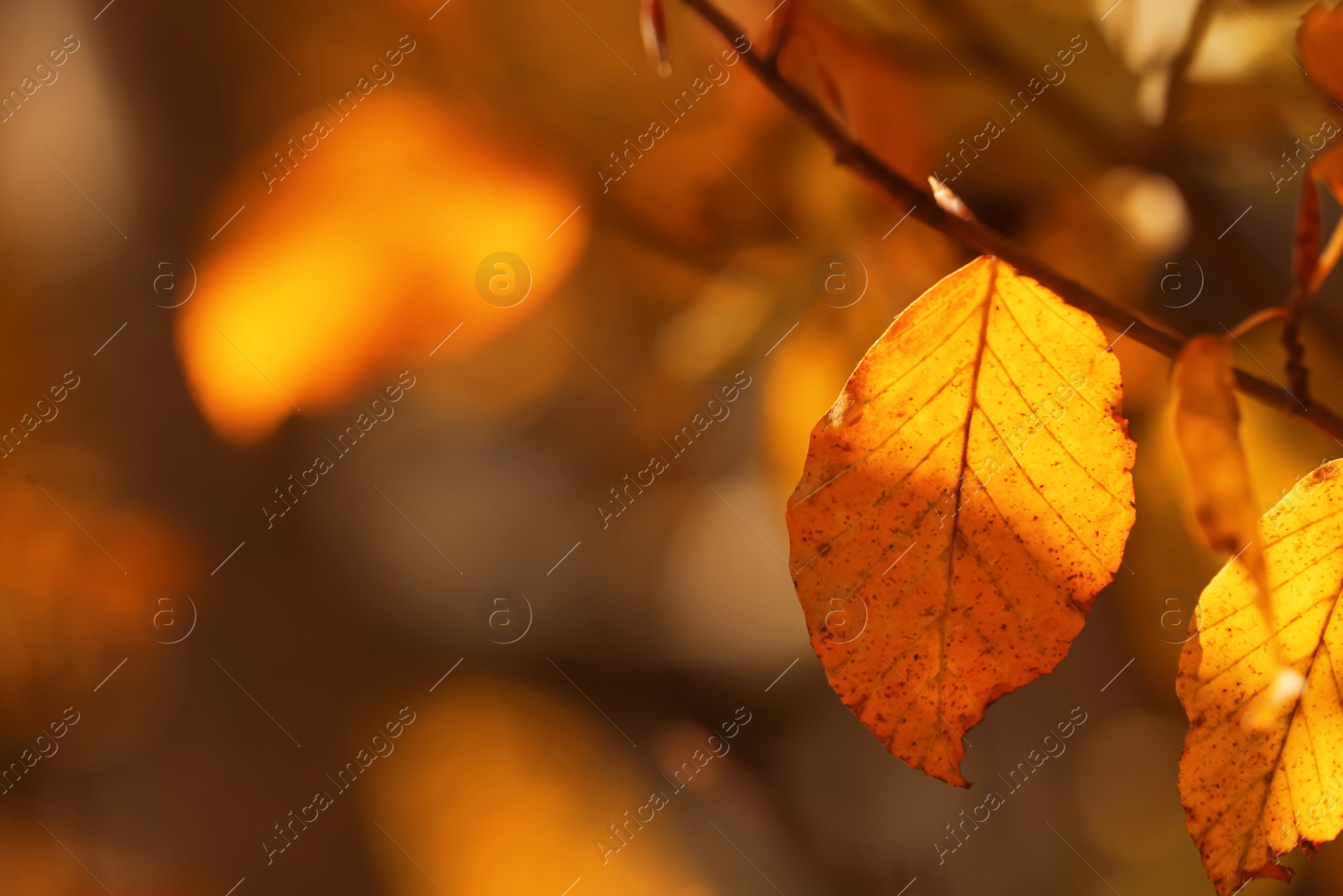 Image of Beautiful tree branch with orange autumn leaves outdoors, closeup. Space for text