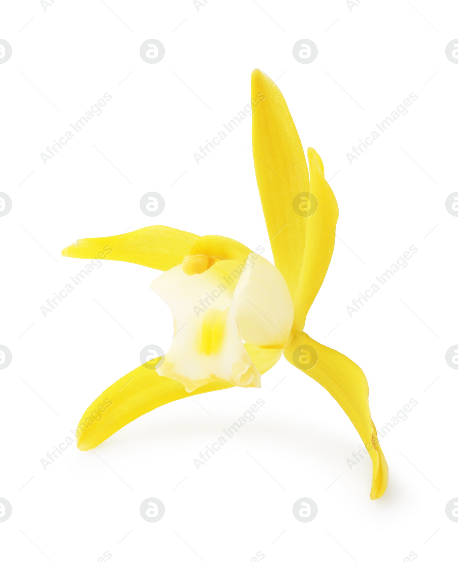 Photo of Yellow vanilla orchid flower isolated on white