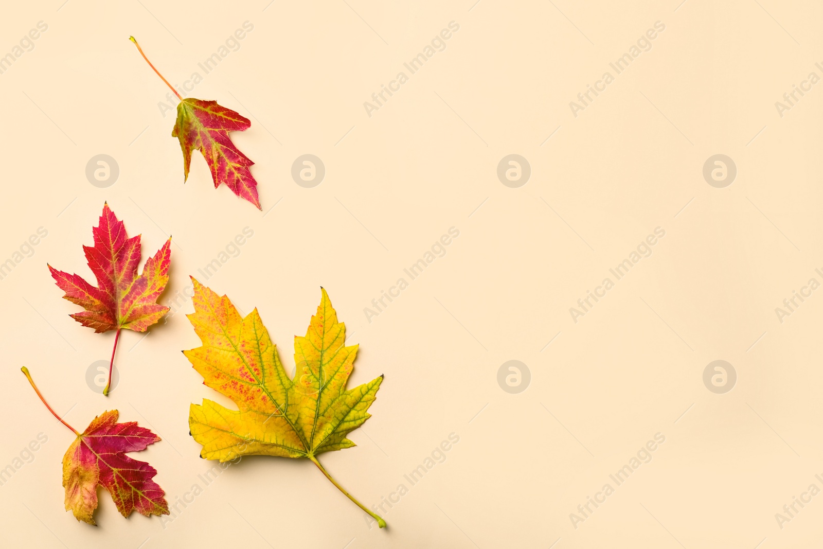 Photo of Colorful autumn leaves on beige background, flat lay. Space for text