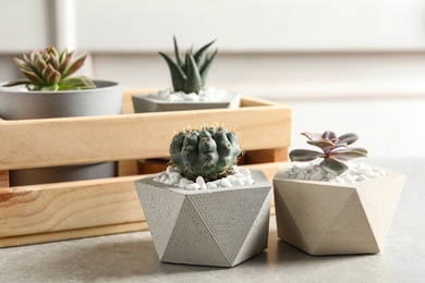 Photo of Beautiful succulent plants in stylish flowerpots on table indoors. Home decor