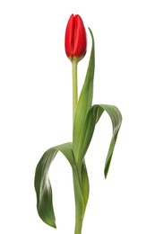 Photo of Beautiful red tulip flower isolated on white