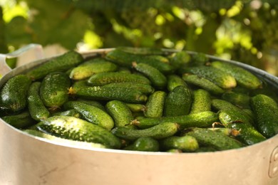 Photo of Metal pot with fresh ripe cucumbers on blurred background, closeup