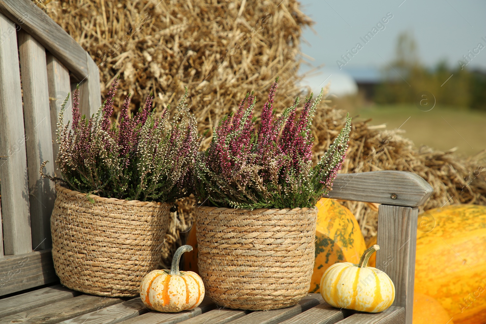 Photo of Beautiful heather flowers in pots and pumpkins on wooden bench outdoors