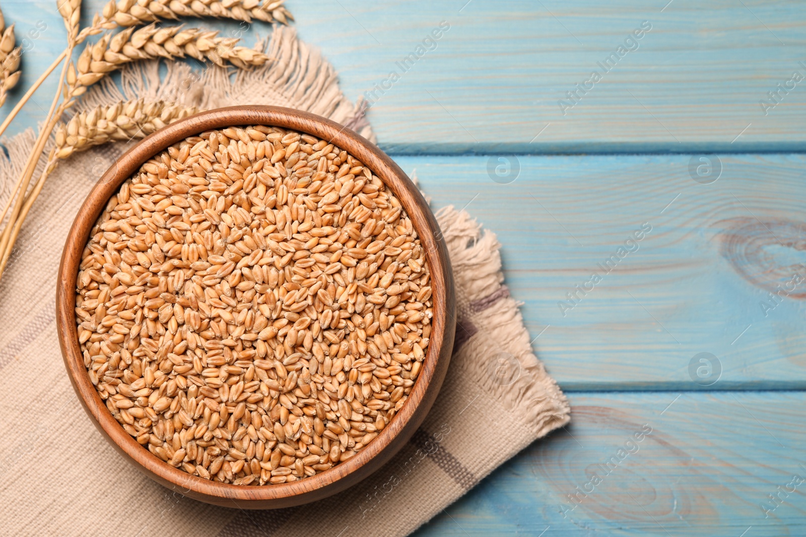Photo of Wheat grains with spikelets on light blue wooden table, flat lay. Space for text