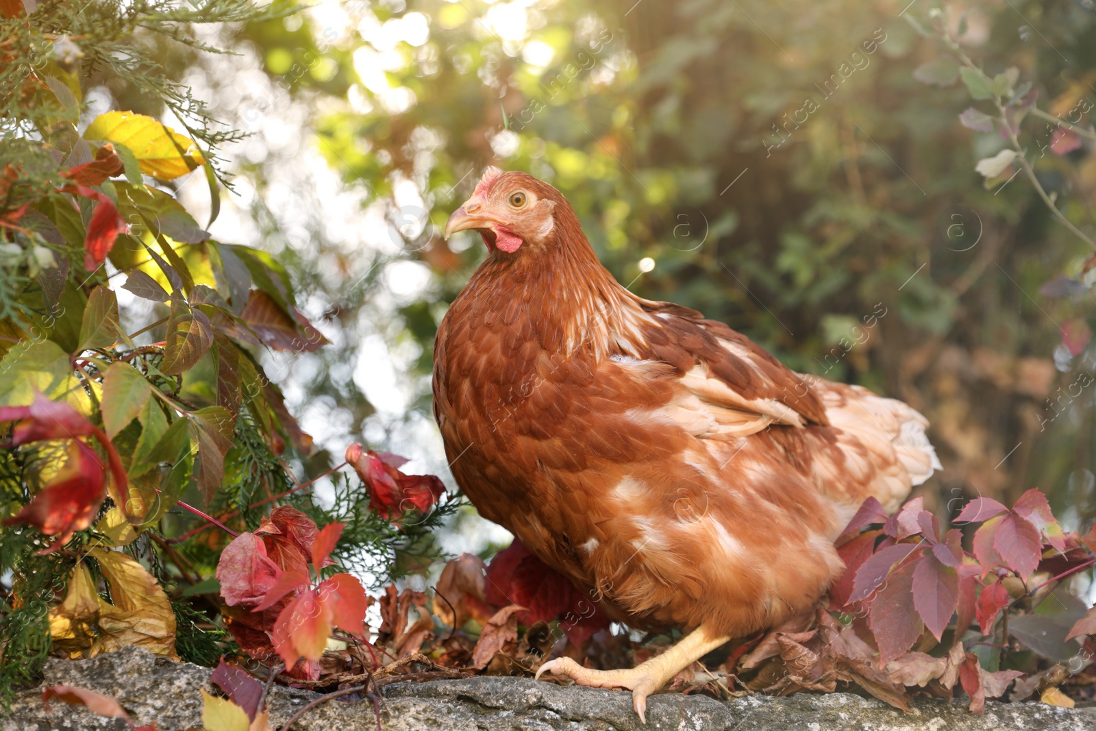 Photo of Beautiful chicken on stone fence in farmyard. Domestic animal