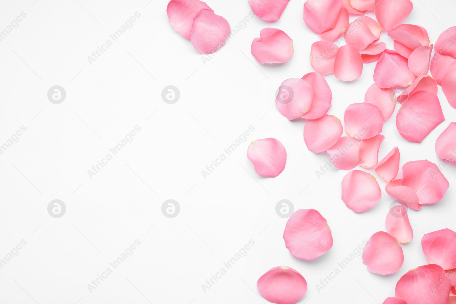 Photo of Beautiful pink rose flower petals on white background, top view