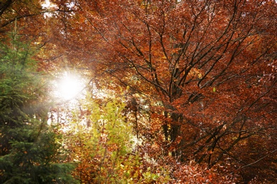 Sunlight getting through trees in autumn forest