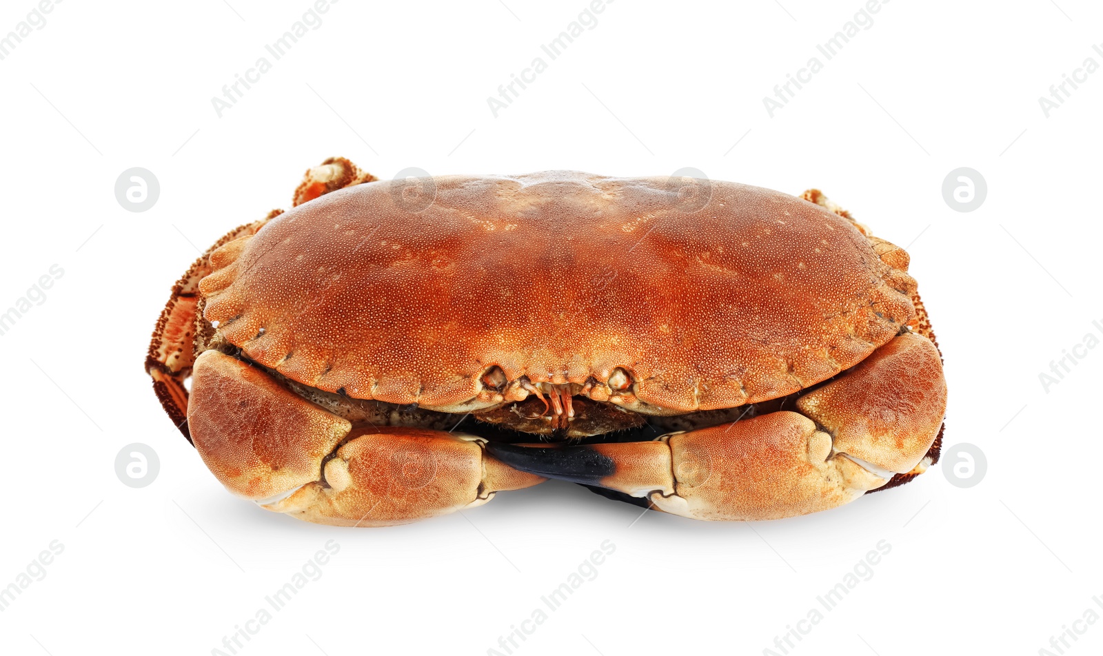 Photo of One delicious boiled crab isolated on white