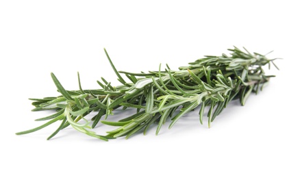 Fresh green rosemary twigs on white background