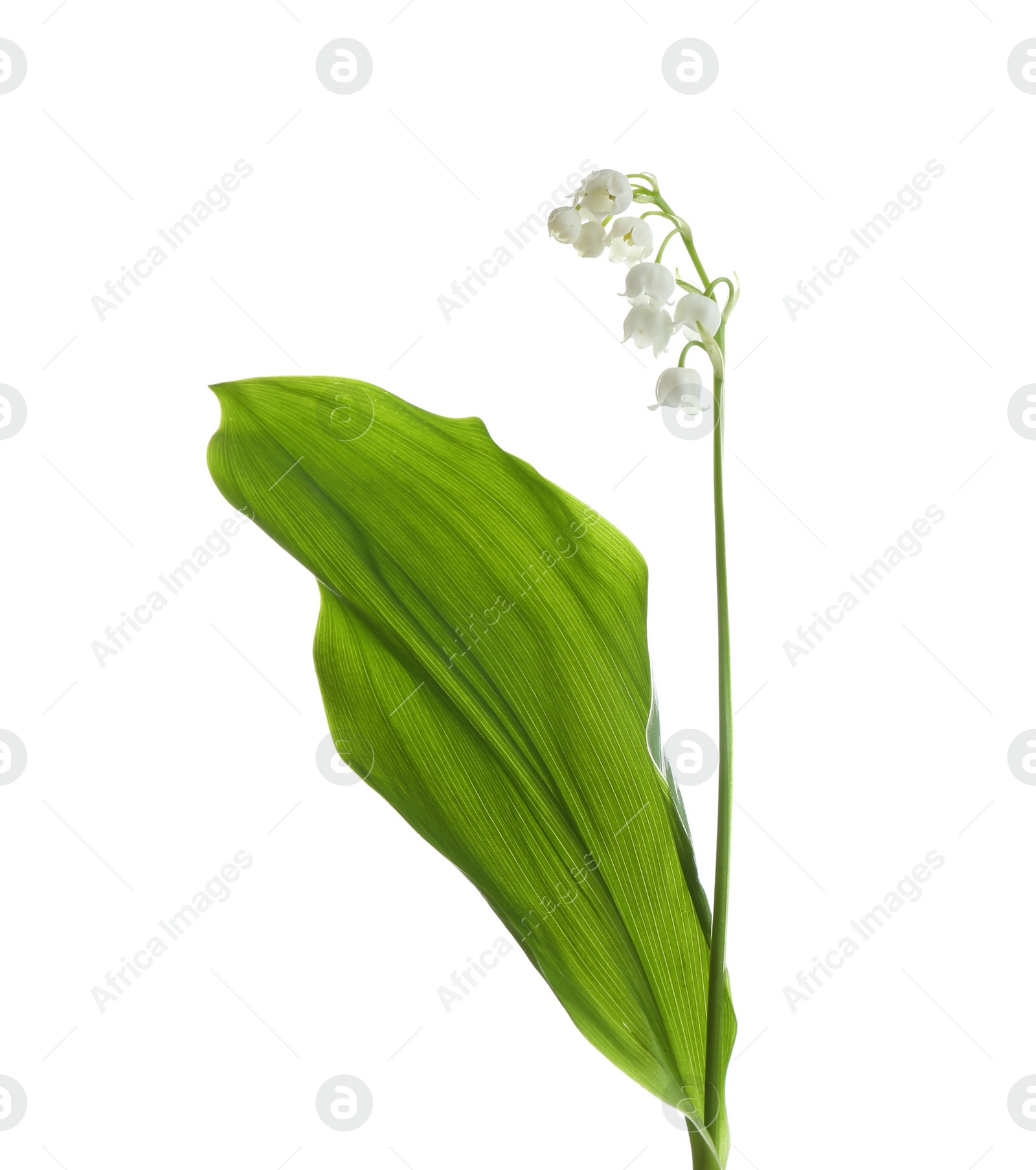 Photo of Beautiful fragrant lily of the valley on white background