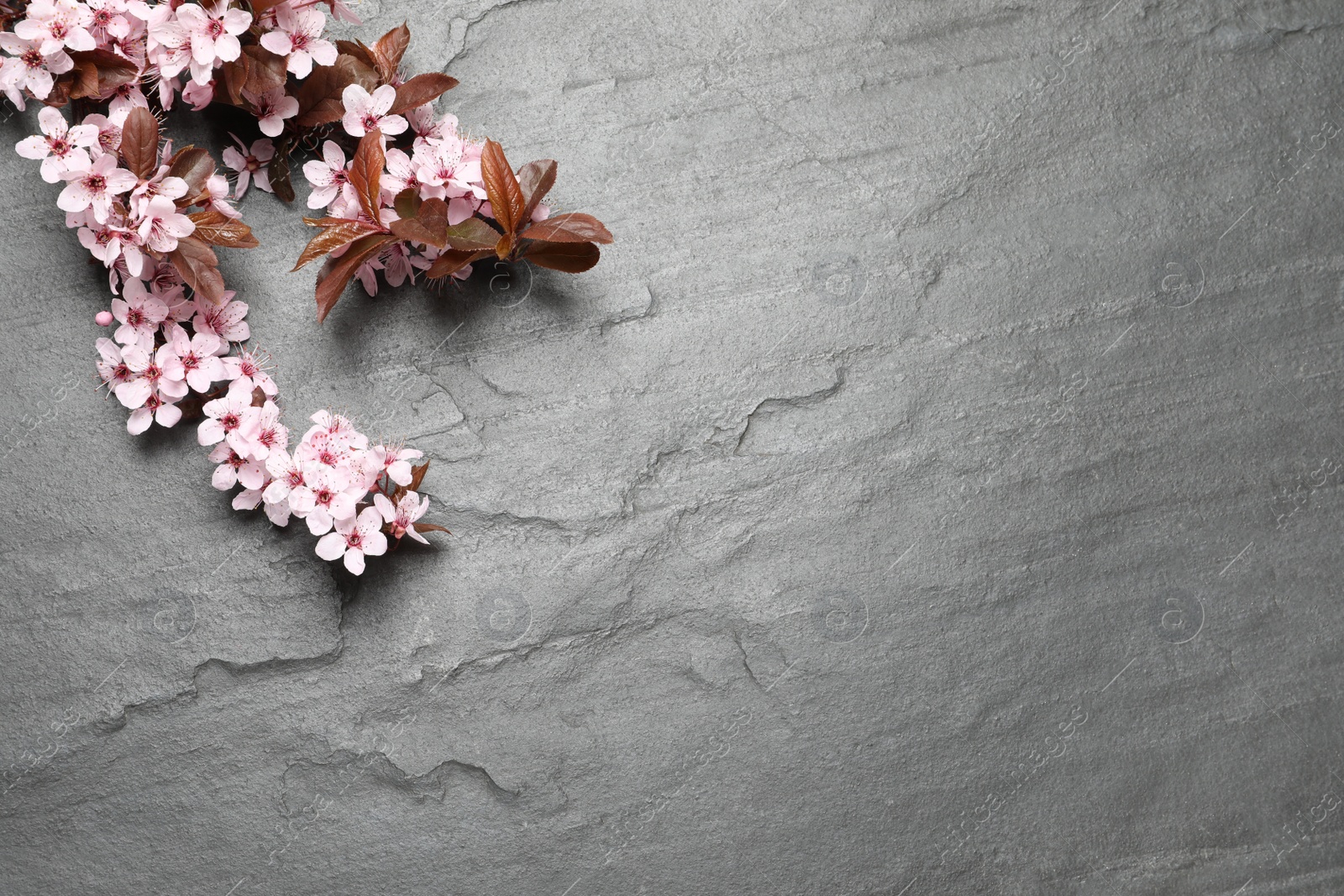 Photo of Beautiful sakura tree blossoms on black background, flat lay. Space for text