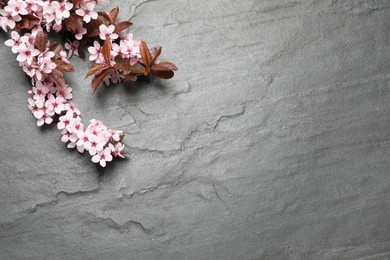 Beautiful sakura tree blossoms on black background, flat lay. Space for text
