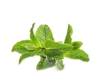 Fresh green mint leaves on white background