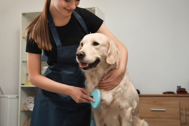 Professional groomer brushing fur of cute dog in pet beauty salon