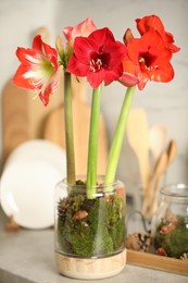 Photo of Beautiful red amaryllis flowers and tableware on counter indoors