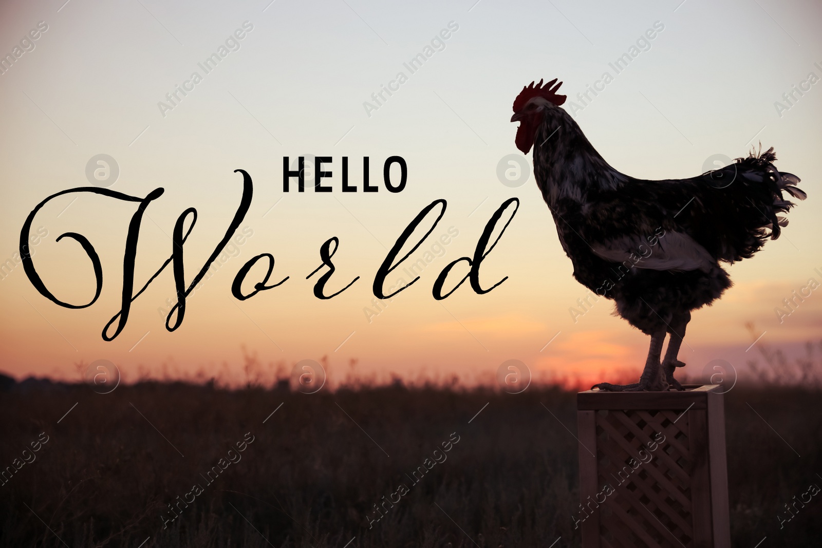 Image of Hello World. Big domestic rooster on stand at sunrise 